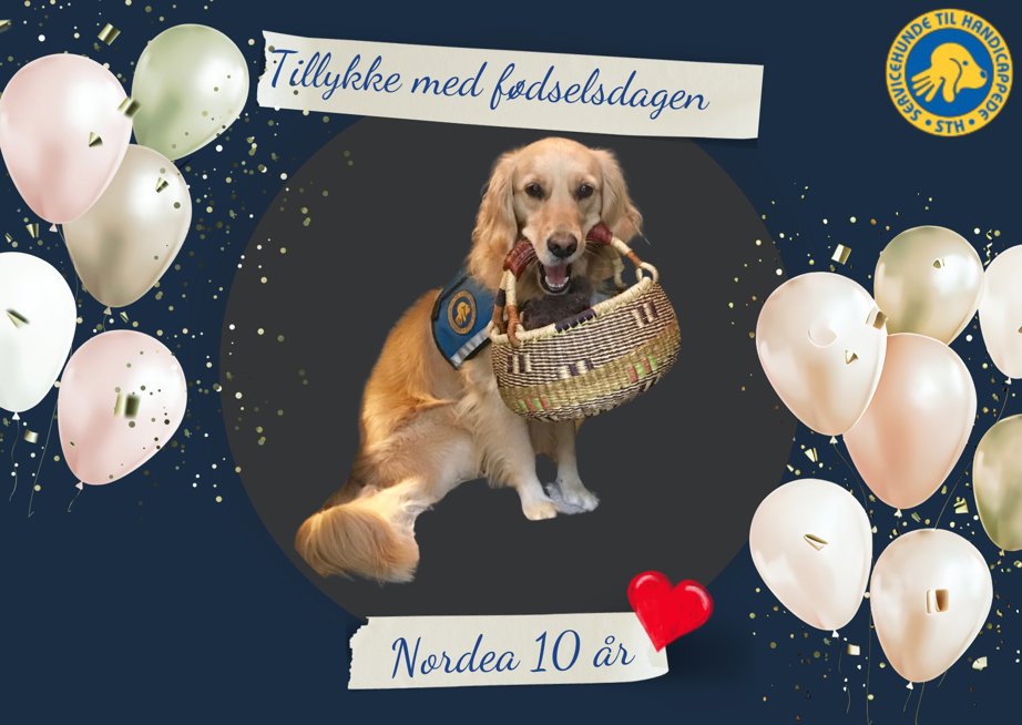 Servicehund Nordea 10 år gammel