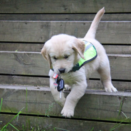 Hvalpeaspirant Axel med nøgler i munden