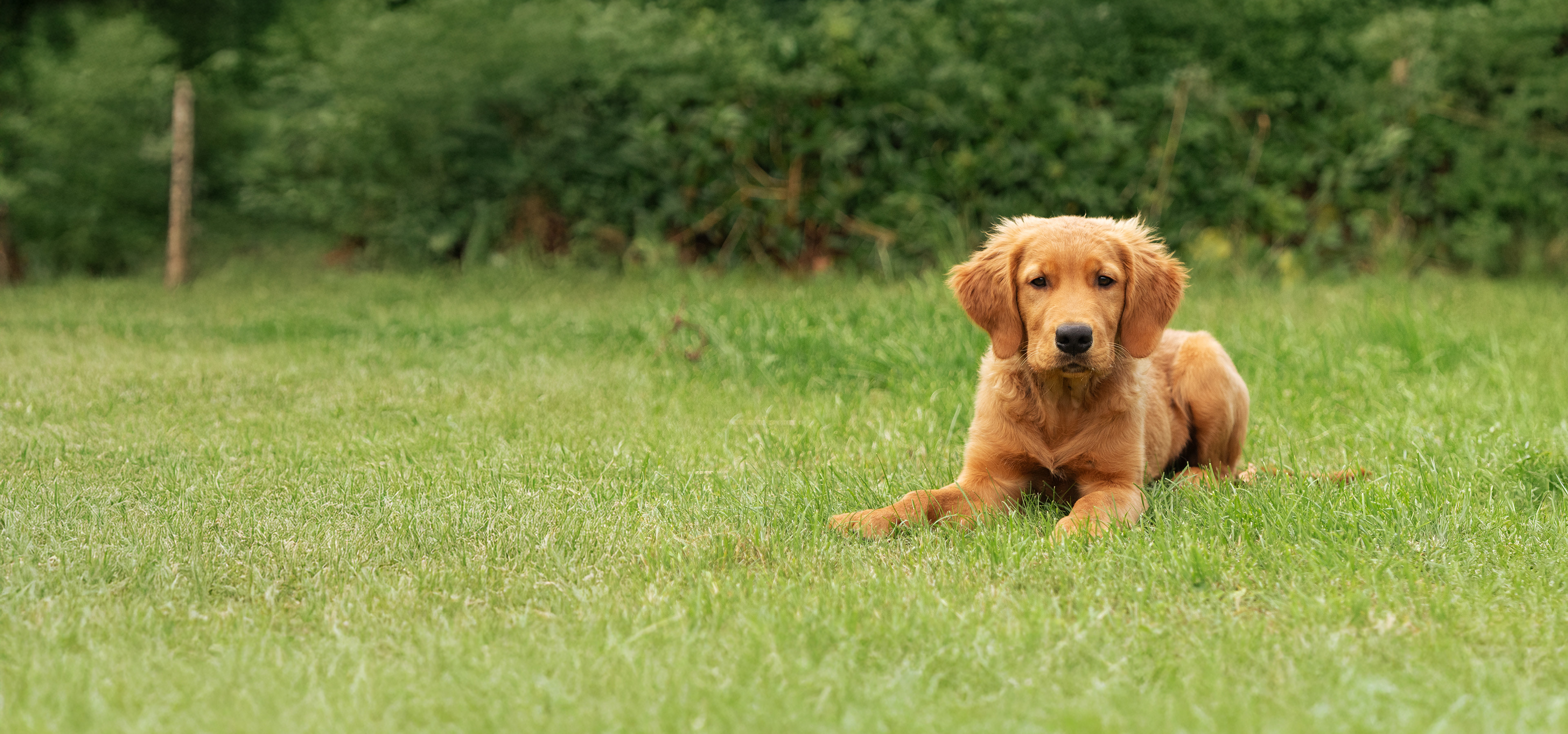 Enzo Ligger I Graesset