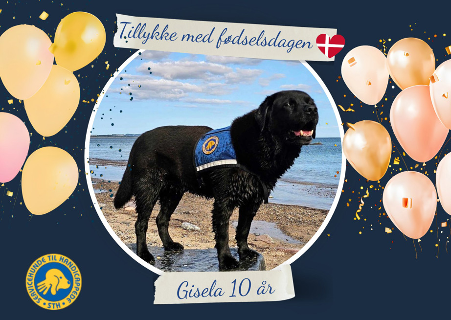 Servicehund Gissela 10 år gammel