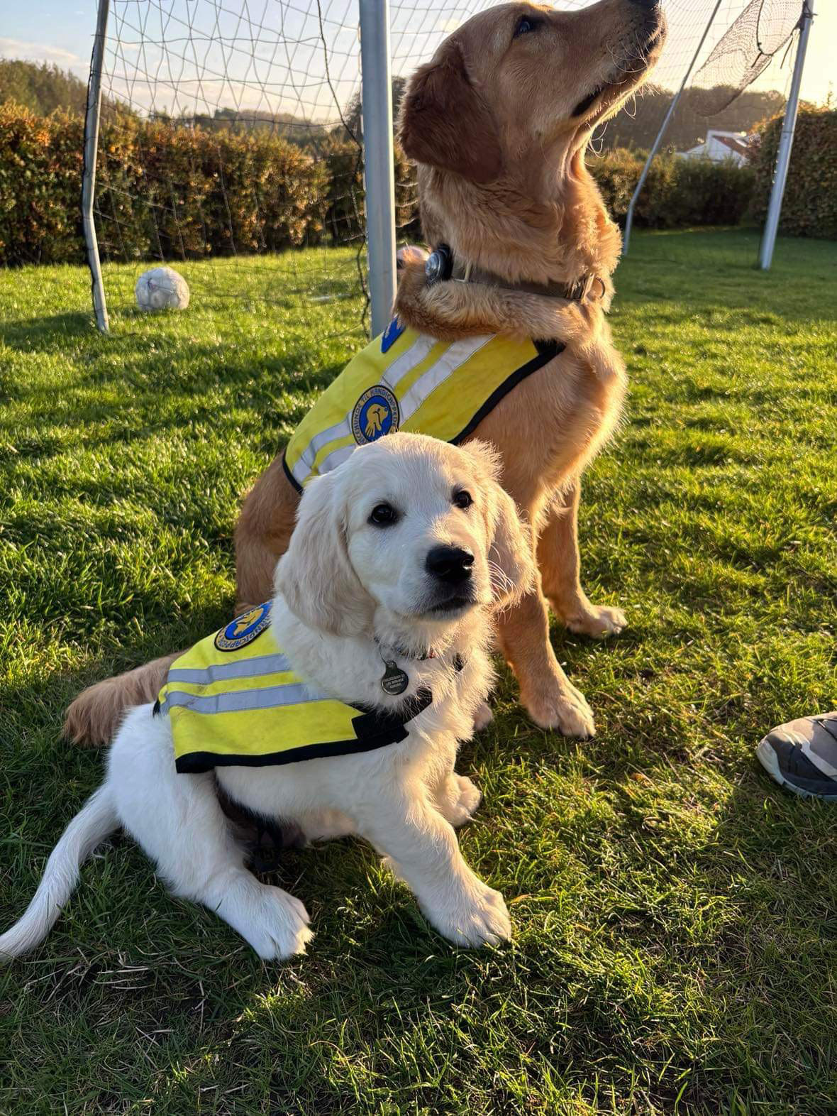 Servicehund Timber og hvalpeaspirant Daisy