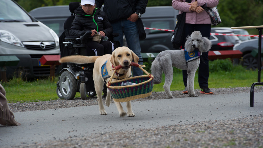 En servicehund der løber med en kurv i munden