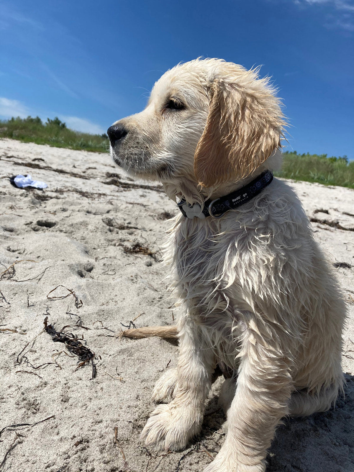 En våd hvalpeaspirant der lige har været i havet og står på en strand