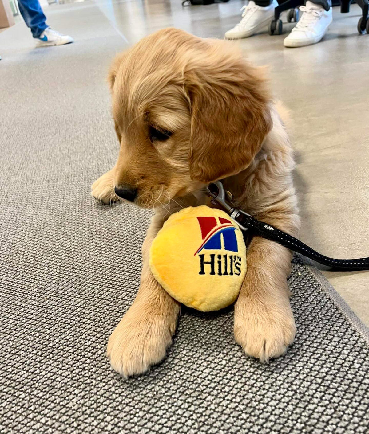Hvalpeaspirant Daisy Ii ligger på gulvet med en bamse