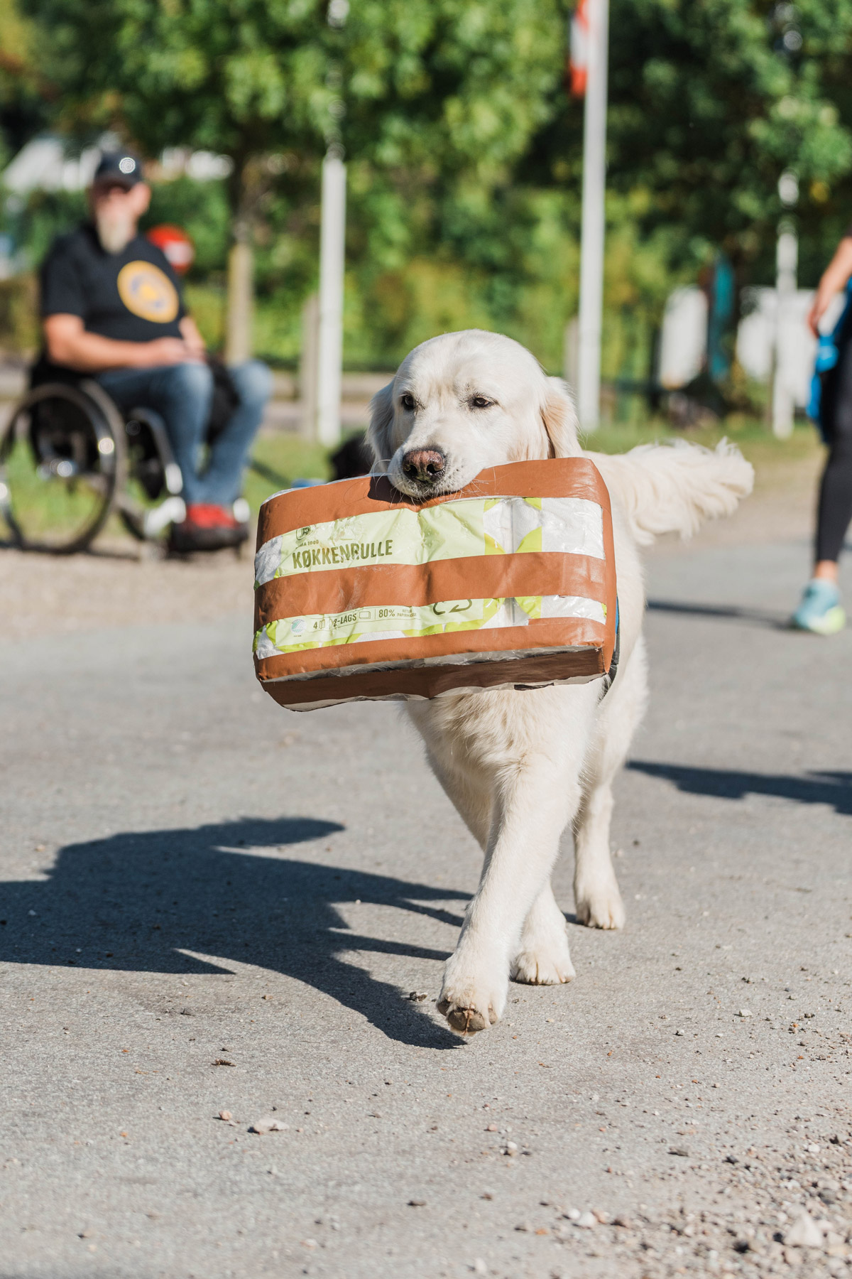 Servicehund der går rundt med køkkenrullepapir i munden