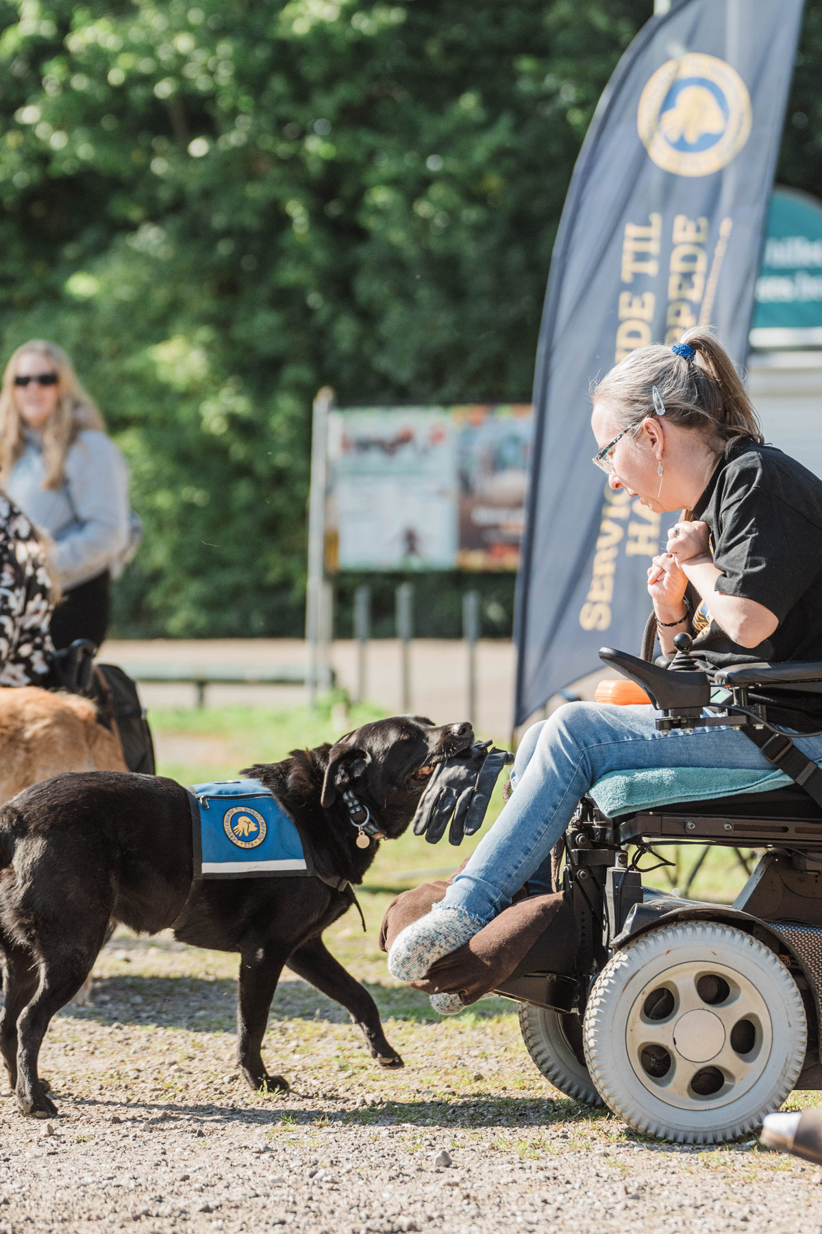 Servicehund med en handske i munden og giver den til dens bruger