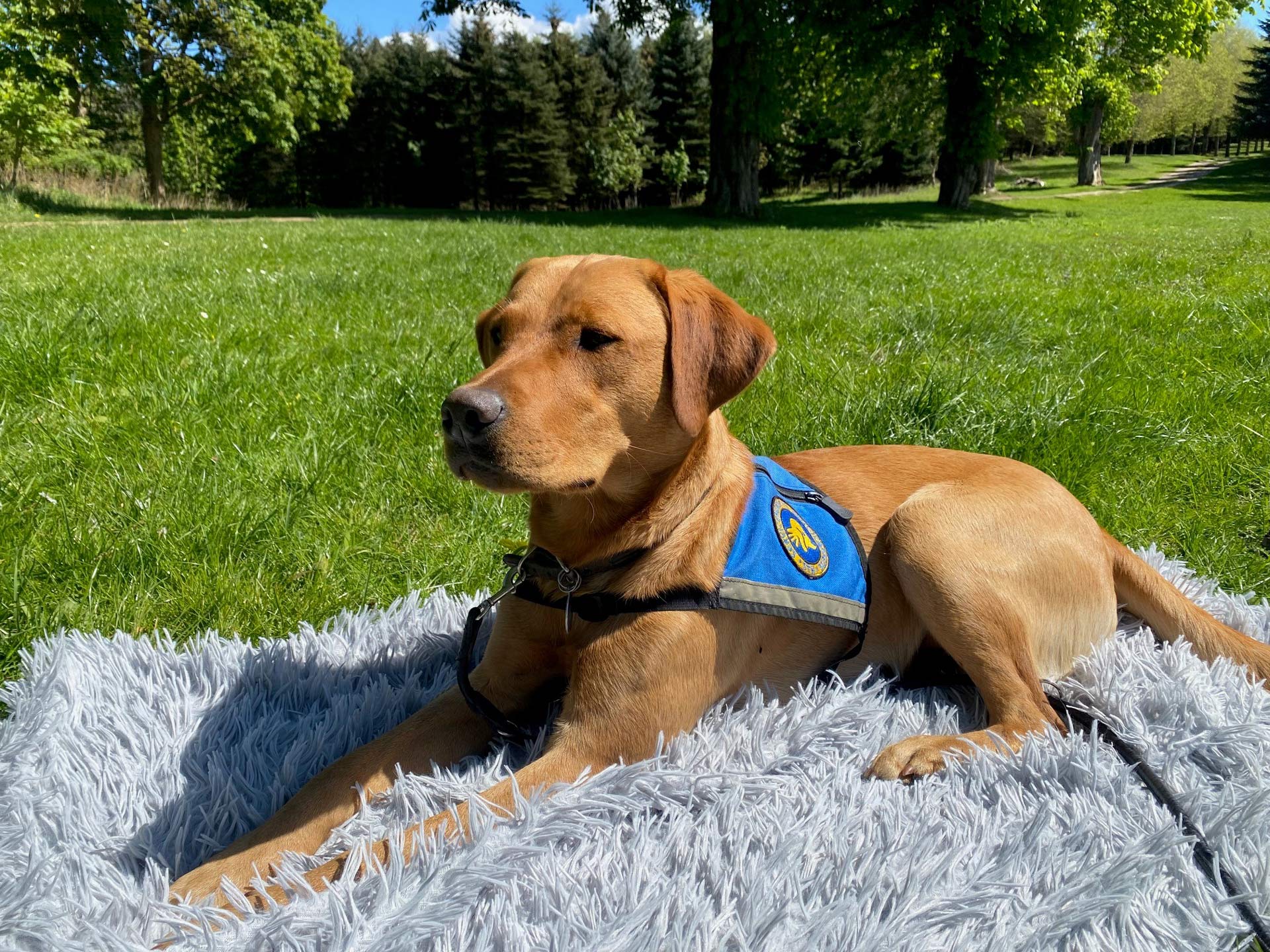Servicehunden Oskar der ligger på et tæppe udenfor