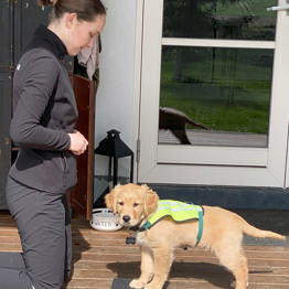 Træning af hvalpeaspirant Dexter