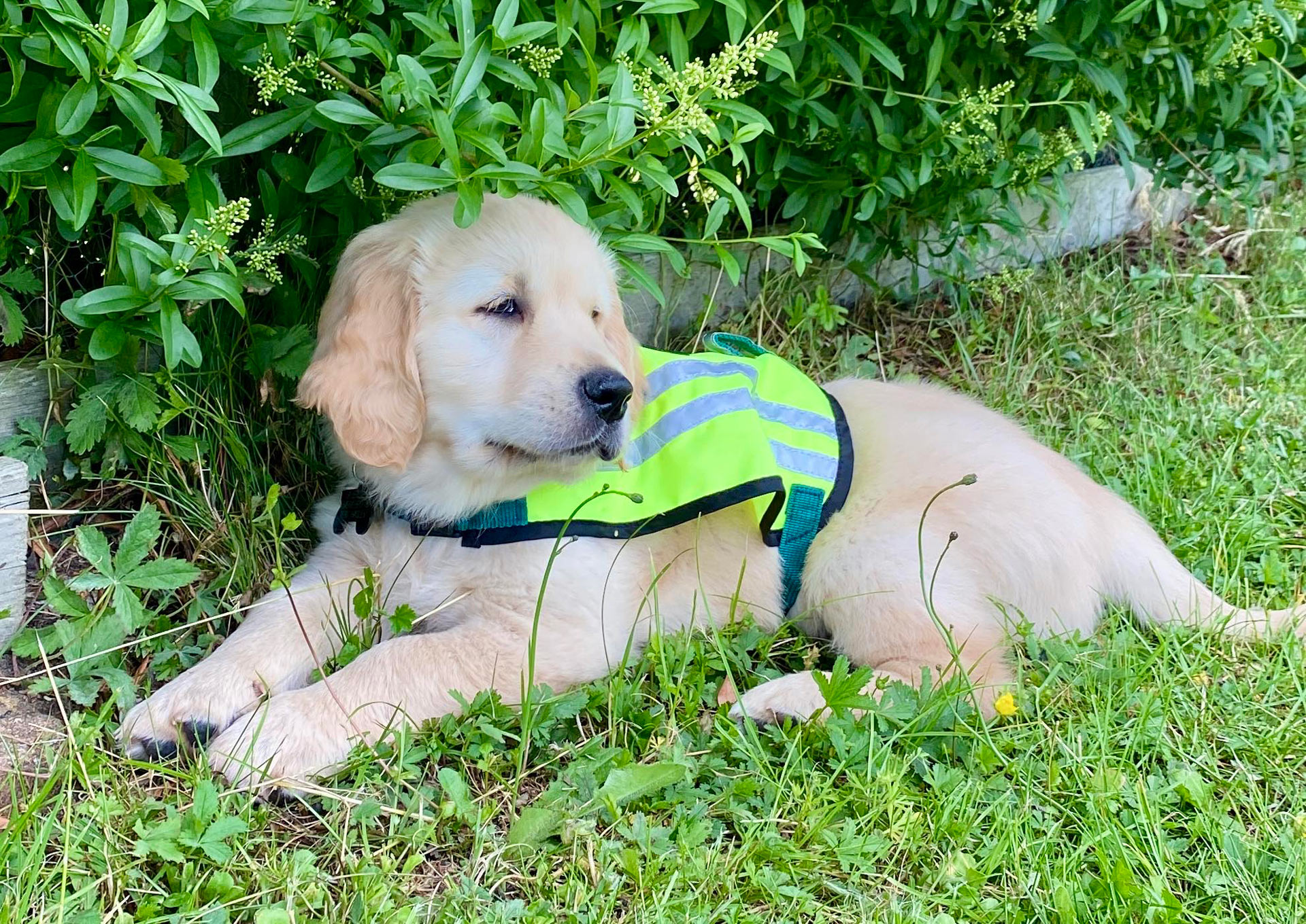 Hvalpeaspirant Axel der ligger på græsset udenfor