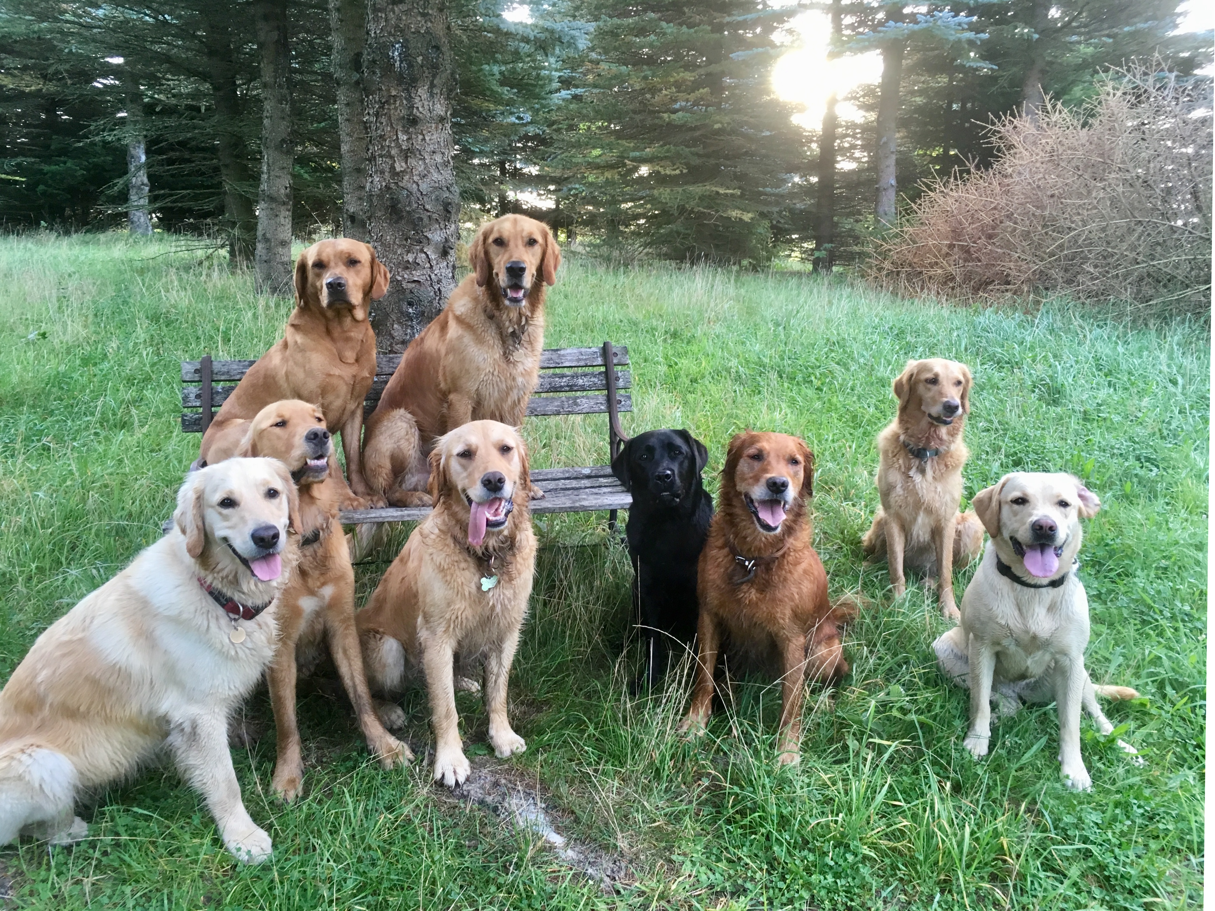 Billede af hunde på bænk