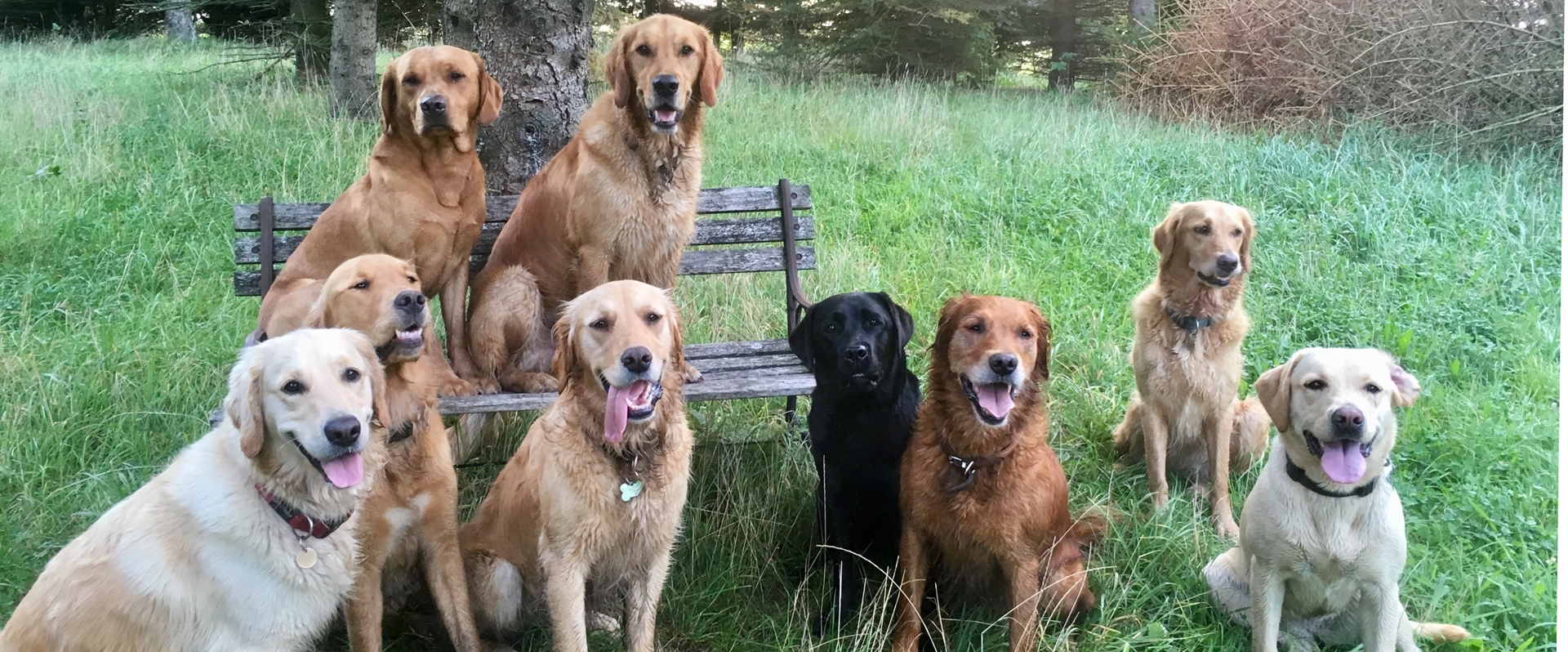 Billede af hunde på bænk