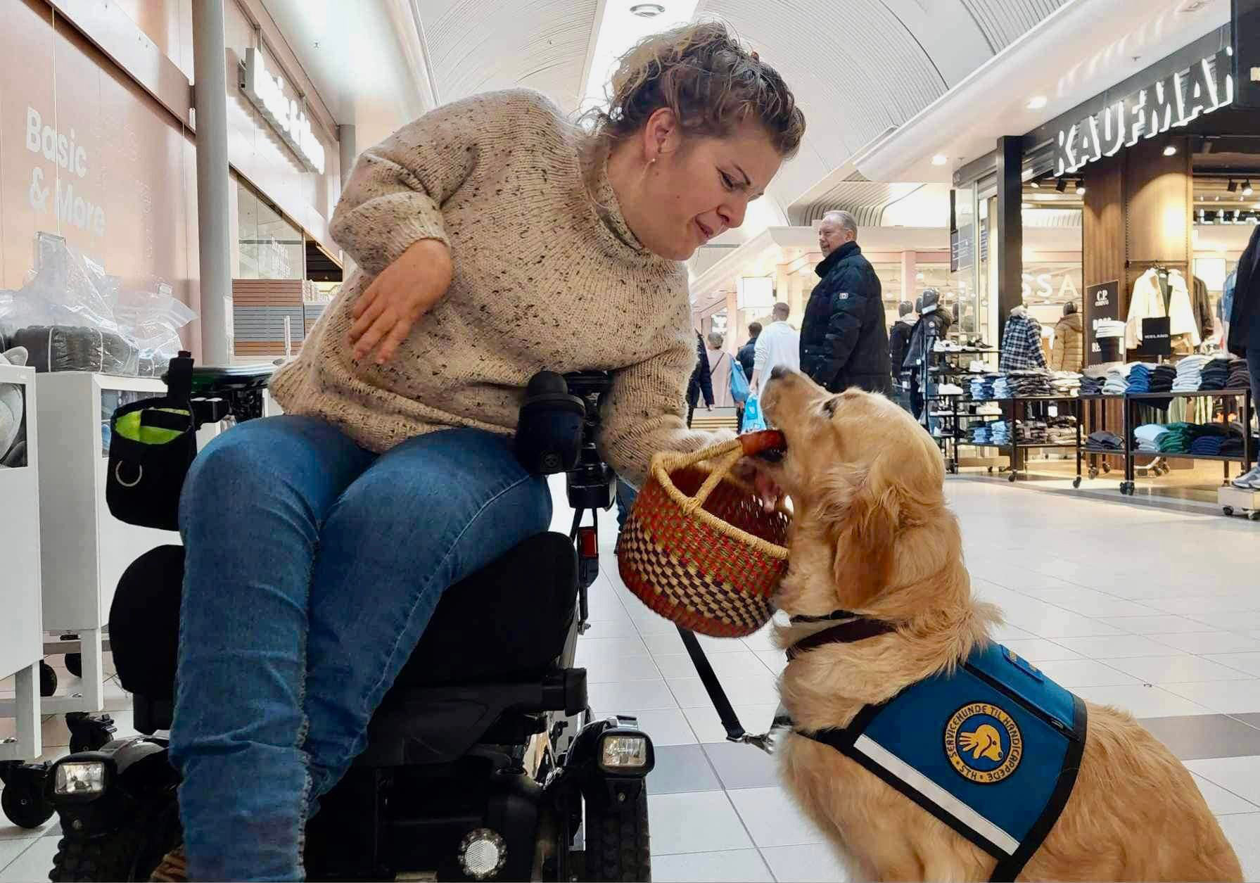 Servicehun med en kurv i munden ved siden af sin bruger i et shoppingcenter