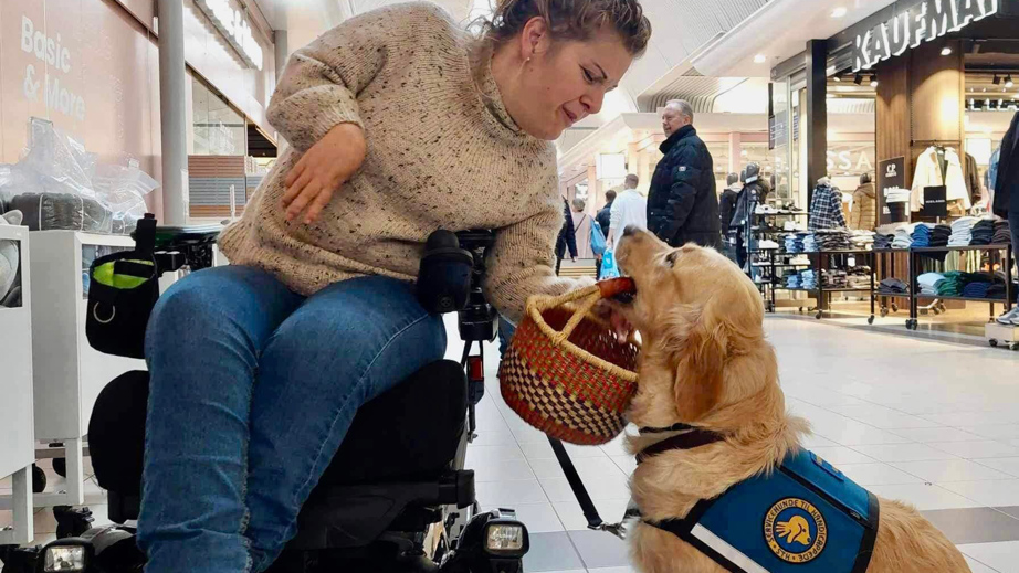 Servicehun med en kurv i munden ved siden af sin bruger i et shoppingcenter