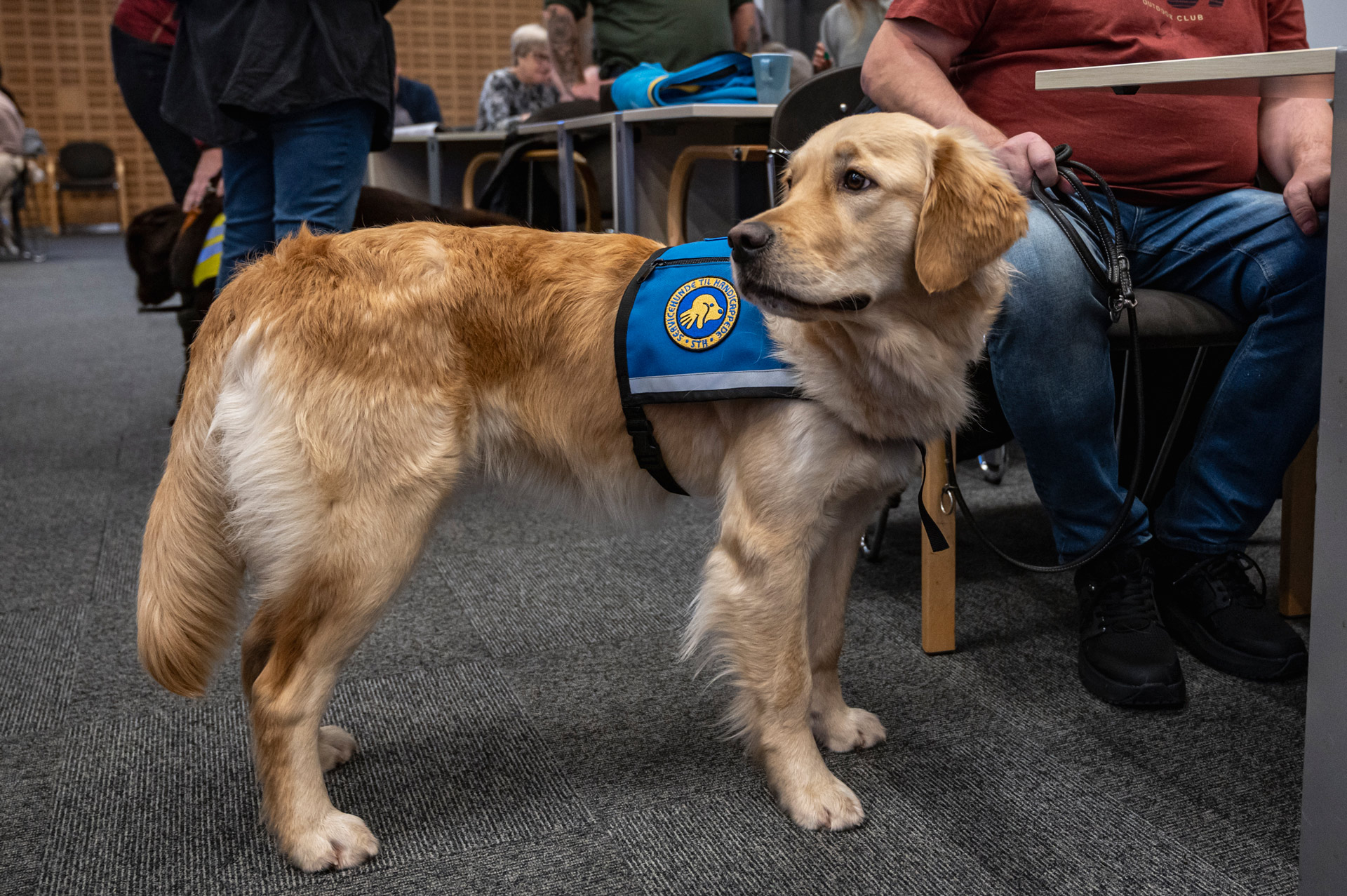 Servicehund til graduation med ID vest på