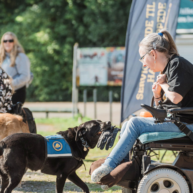 Servicehund med en handske i munden og giver den til en bruger