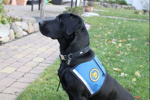 At afsløre Afdæk klap adgang og rettigheder for servicehund