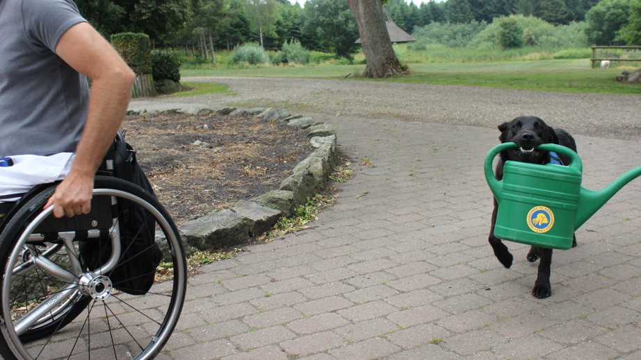 Servicehund med en grøn vandkande i munden