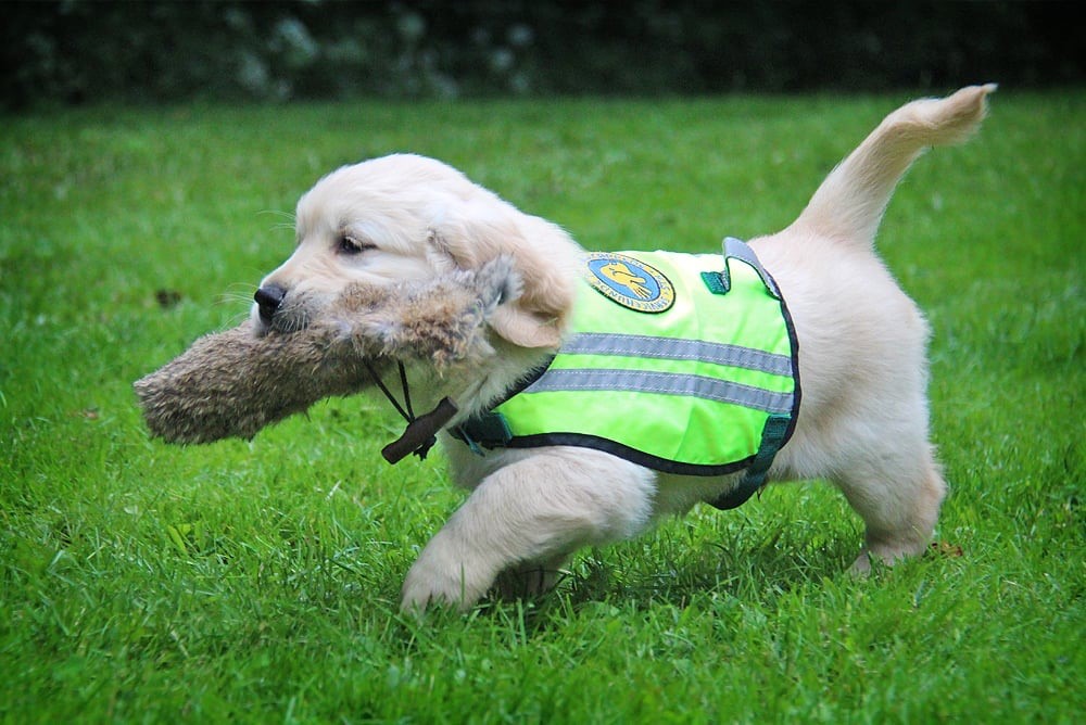 Servicehundeaspiranten Axel