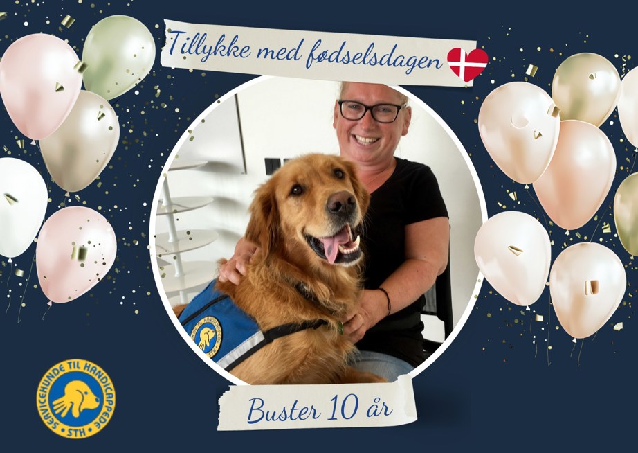 Servicehund Buster 10 år gammel